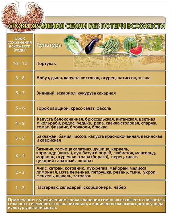 Срок хранения семян томатов, условия хранения плодов