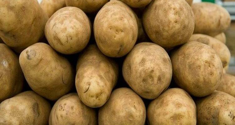 Картофель «латона»: характеристика сорта, отзывы. выращивание голландского картофеля «латона»