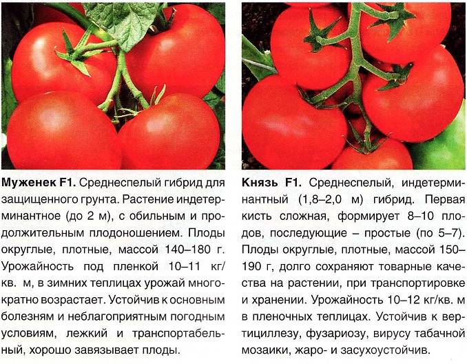 Полудетерминантные сорта томатов каталог — сад и огород