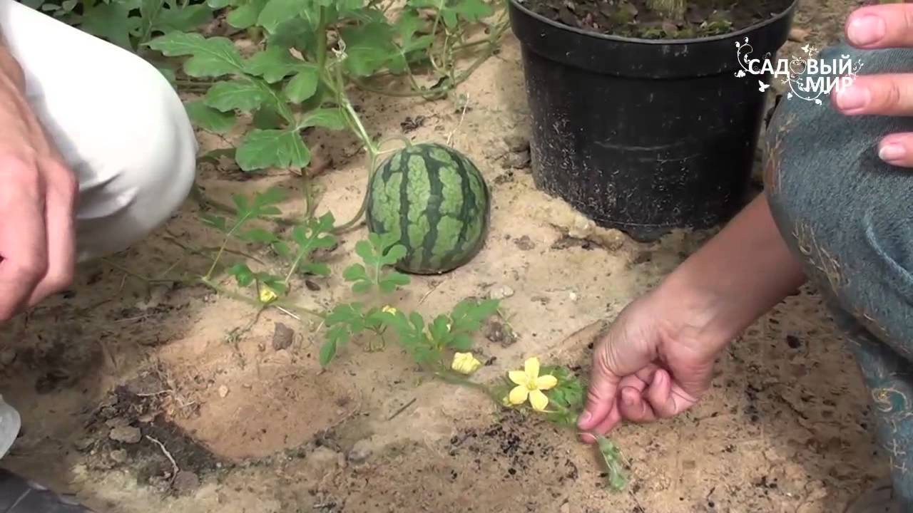 Выращиваем тыкву рассадой: как посадить семена и высадить рассаду в грунт — как сажать тыкву в открытый грунт рассадой