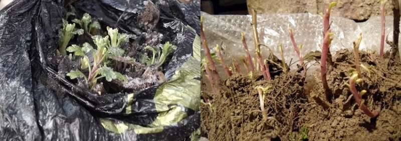 Как укрыть хризантемы на зиму на участке — особенности укрытия цветов в подмосковье и средней полосе