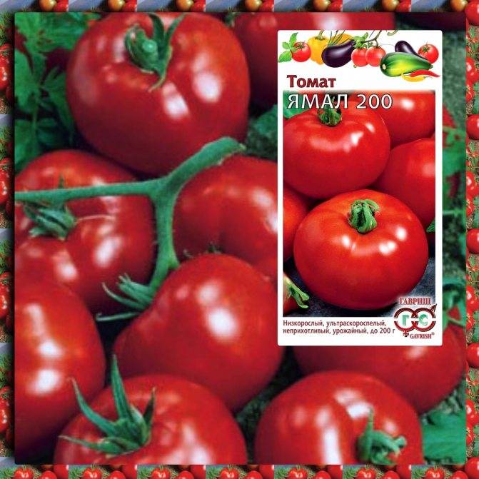 Лучшие сорта томатов на 2022 год: самые урожайные сорта, характеристики, описание, фото