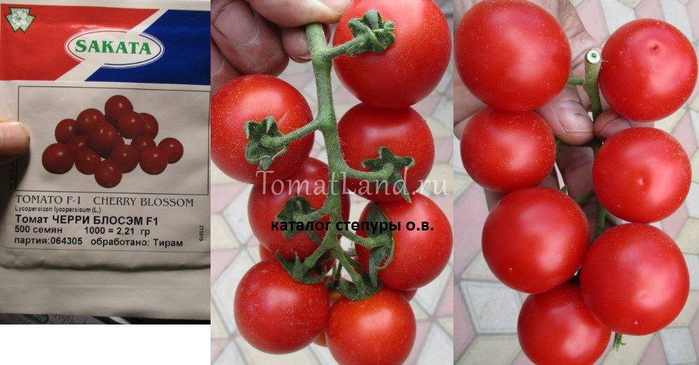 Лучшие сорта томатов черри: черри помидоры для теплиц и открытого грунта, их особенности