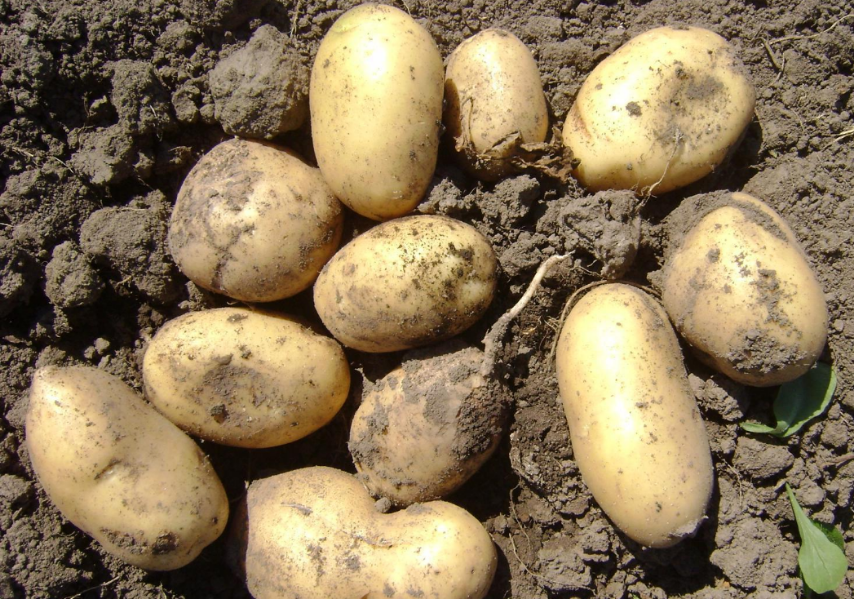Картофель рогнеда: описание и характеристика сорта, посадка и уход, отзывы с фото