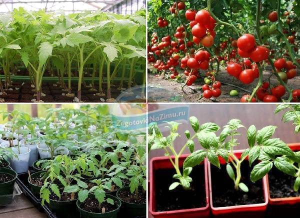 Китайский способ выращивания томатов: отзывы, технология, видео