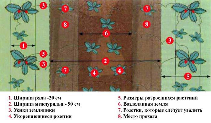 Посадка клубники на черный укрывной материал: пошаговая схема и правила выращивания