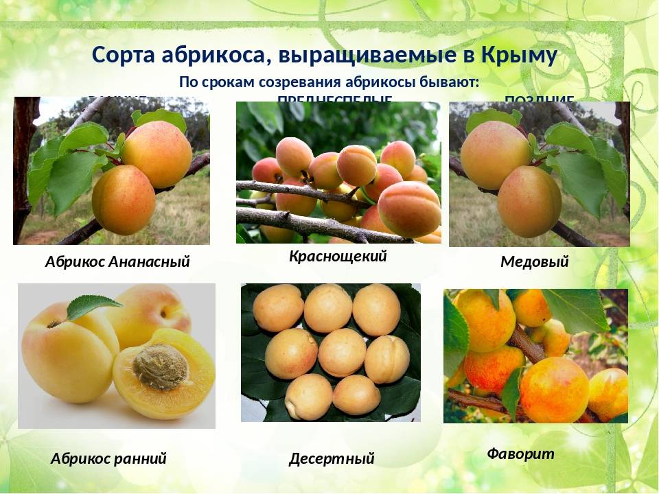 Абрикос шалах: описание и характеристика ананасного сорта
