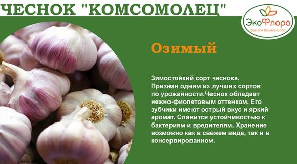 Грибовский чеснок: описание, выращивание, уход и фото сорта