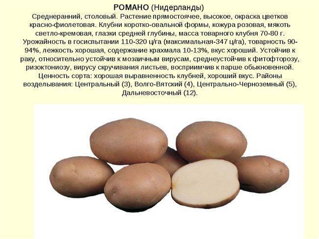 Картофель жуковский ранний – описание сорта, фото, отзывы, характеристика, срок созревания