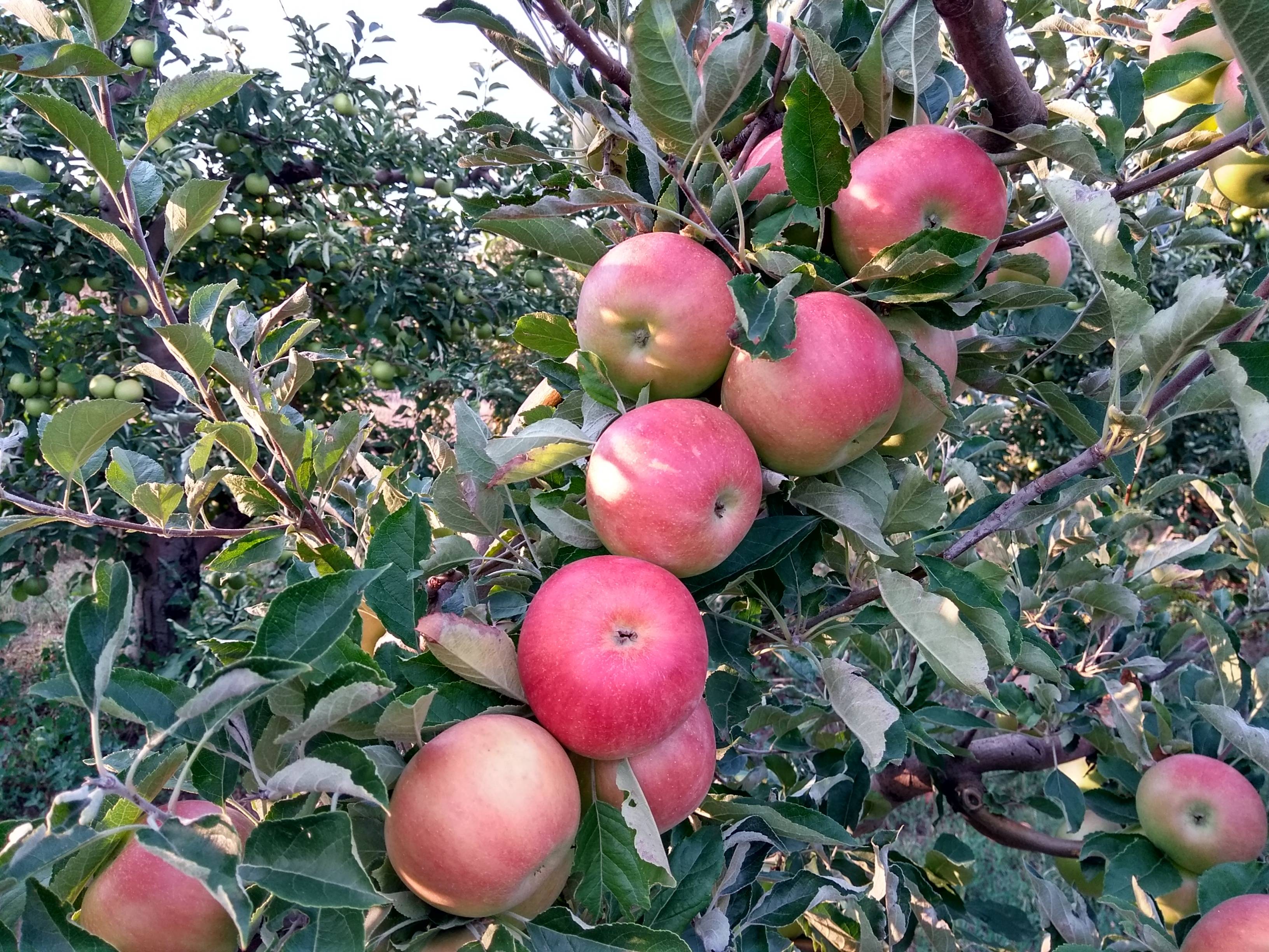 Описание и характеристики яблок сорта айдаред, тонкости выращивания