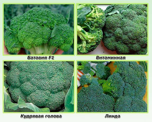 Лучшие сорта капусты брокколи для россии и ее регионов