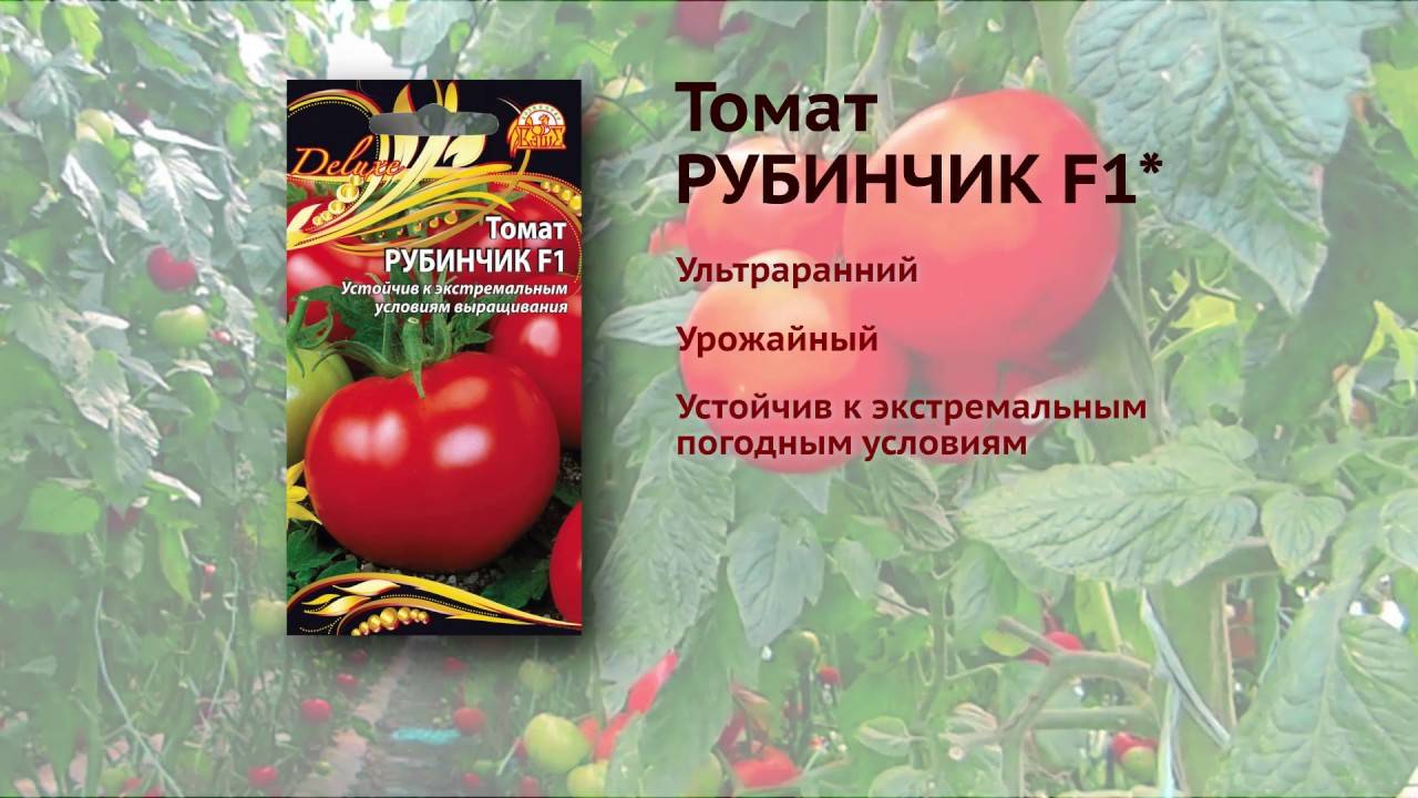 Характеристика и описание томата Рубинчик F1, рекомендации огородников