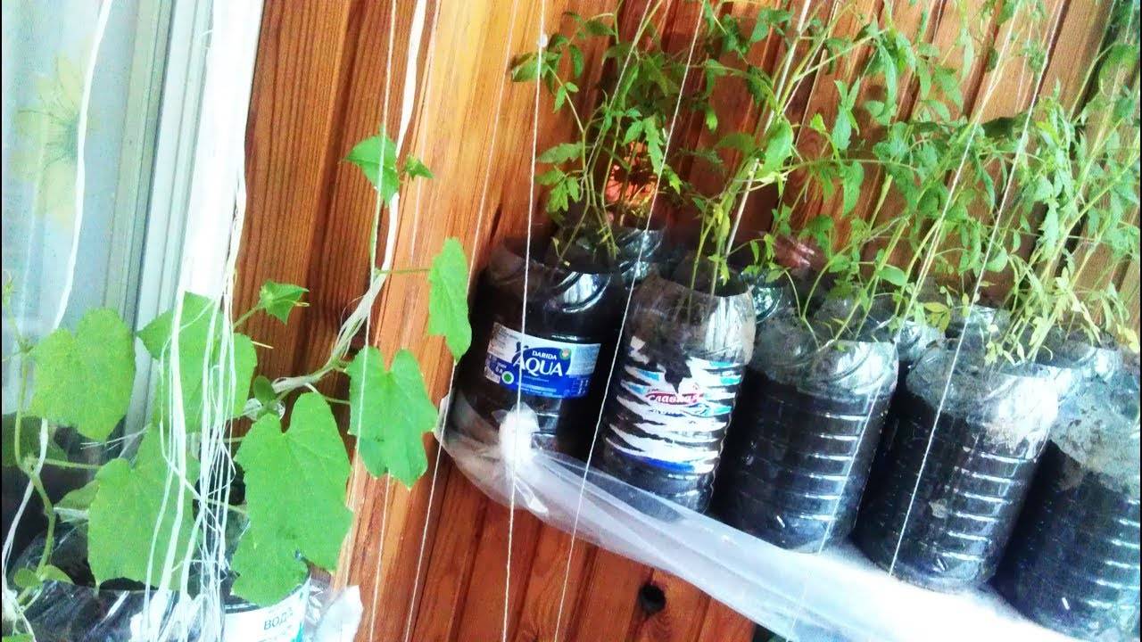 Огурцы на балконе — как добиться урожая? выращивание, уход, сорта. фото — ботаничка