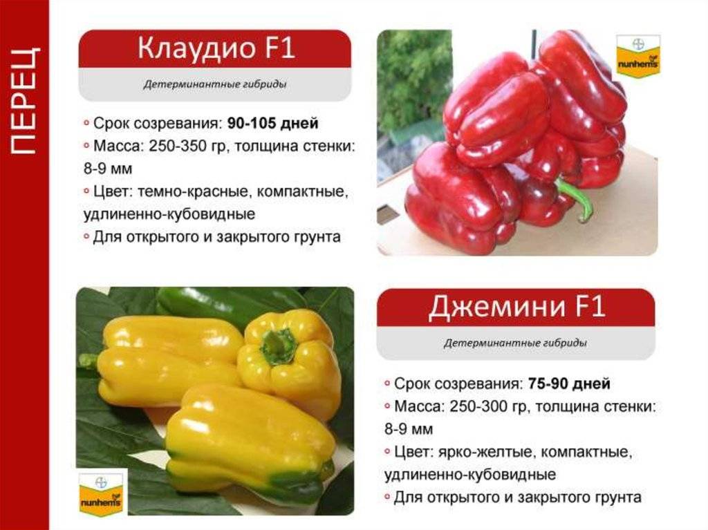 Агротехника выращивания перца клаудио f1 преимущества и отличительные особенности сорта