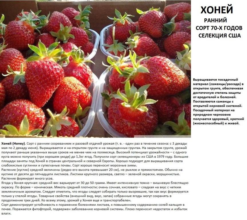 Клубника ирма: описание сорта, характеристика ягод, особенности посадки и выращивания, отзывы, видео, фото