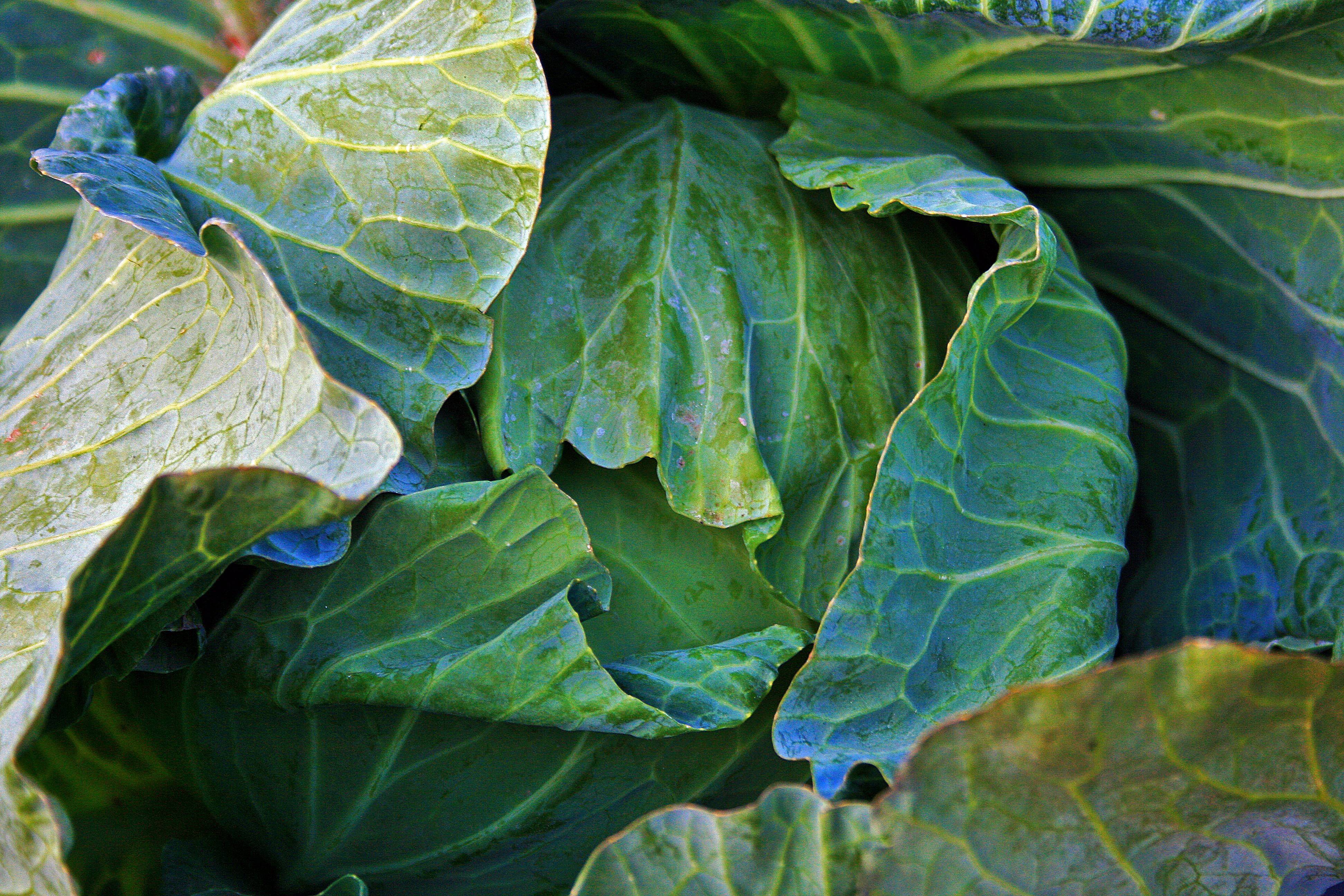Почему у капусты фиолетовые листья: причины, что делать и чем подкормить, отзывы
