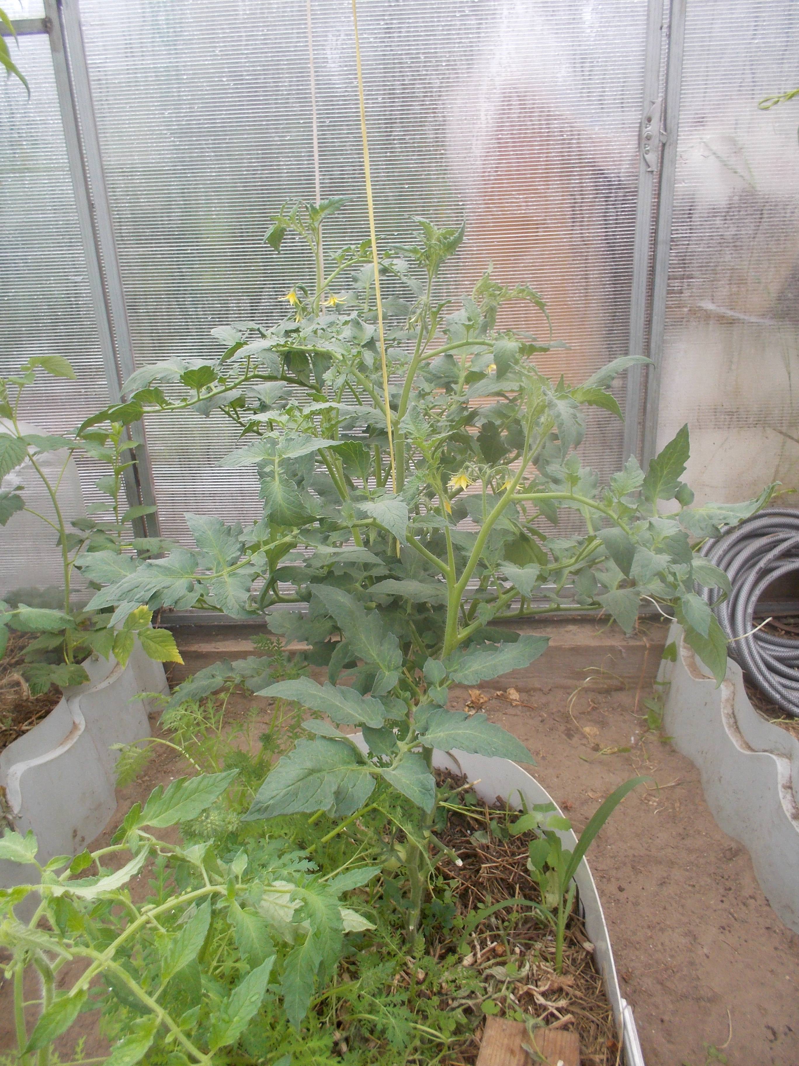 Как вырастить томаты: правила выращивания от выбора семян до сбора урожая - почва.нет