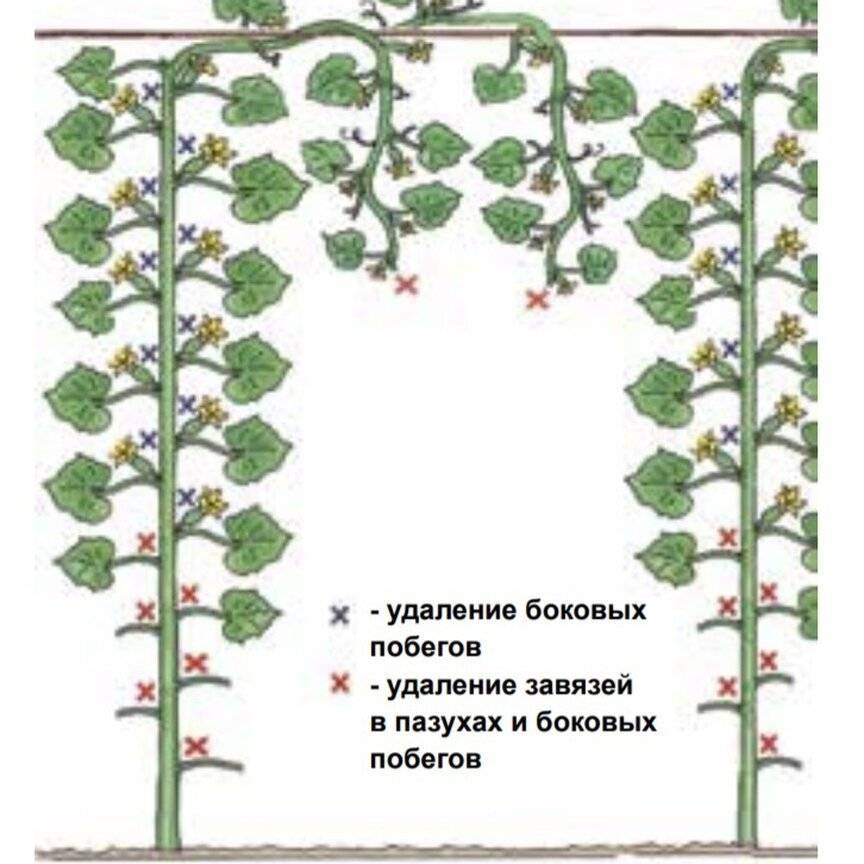 Огурцы на балконе: особенности выращивания и выбор сорта, как вырастить в пластиковых бутылках, подвязка и полив