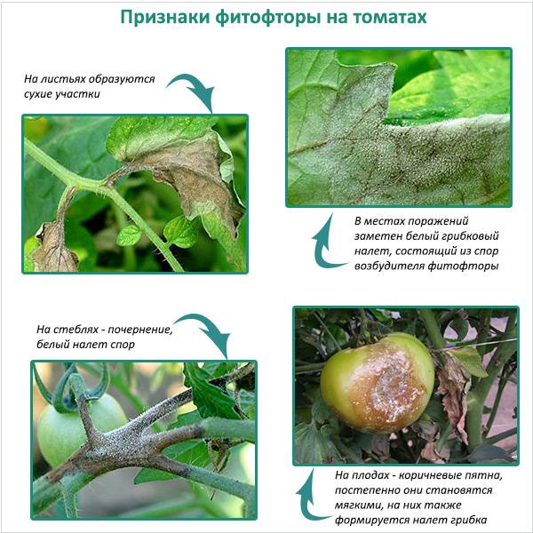 Фитофтороз пасленовых (томата) | справочник пестициды.ru
