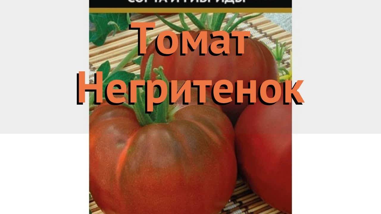 Томат негритенок: характеристика и описание сорта, урожайность с фото