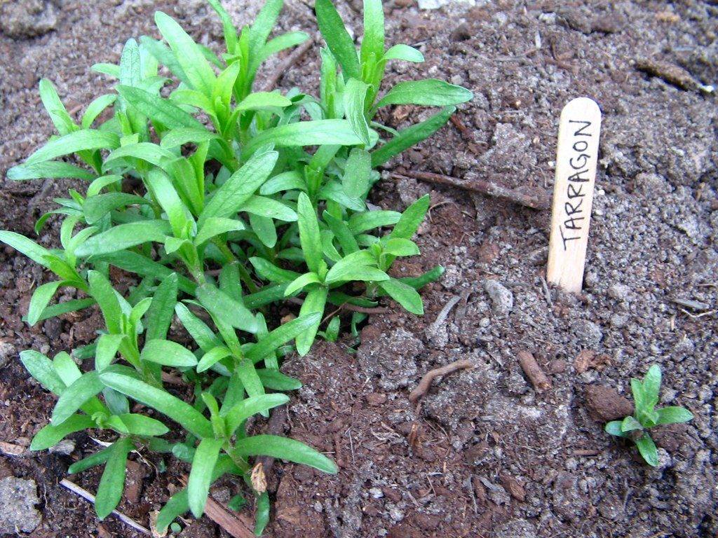 Тархун: выращивание и уход в открытом грунте