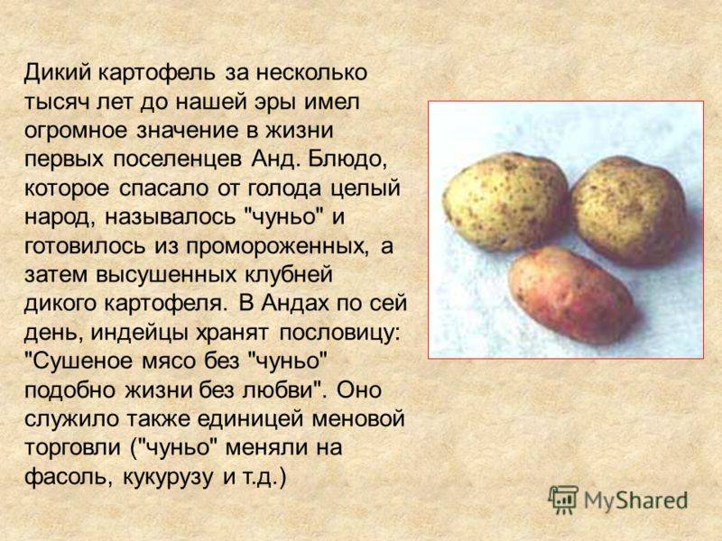 Плохой урожай картофеля: 8 самых частых причин.