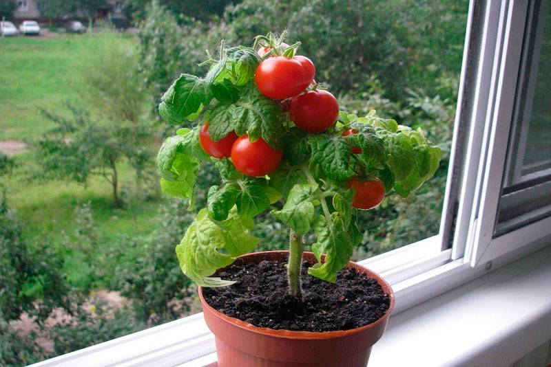 Помидоры черри на подоконнике: на балконе, выращивание пошагово, как вырастить помидоры черри дома, как ухаживать в горшках, как посадить | qlumba.com
