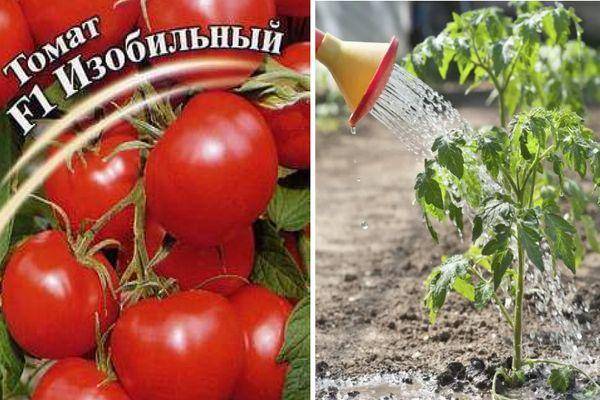 Описание гибридного сорта томата Изобильный f1 и выращивание в открытом грунте