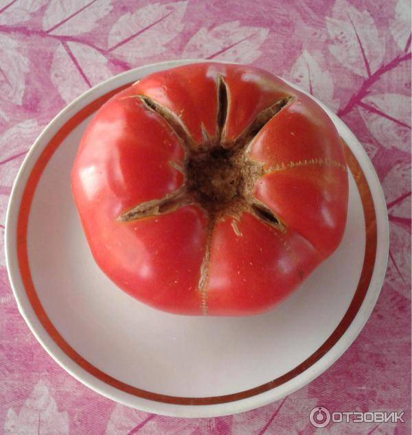 ✅ редкие семена томатов от частного коллекционера - питомник46.рф