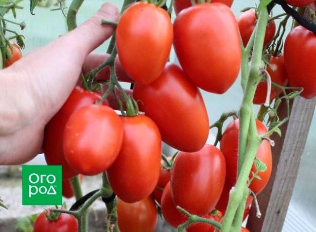 Подскажите лучший сорт ранних томатов