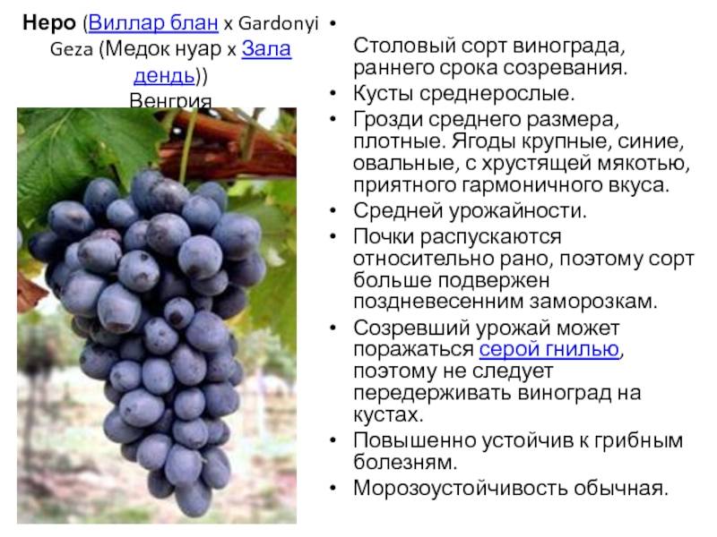 Виноград пино нуар