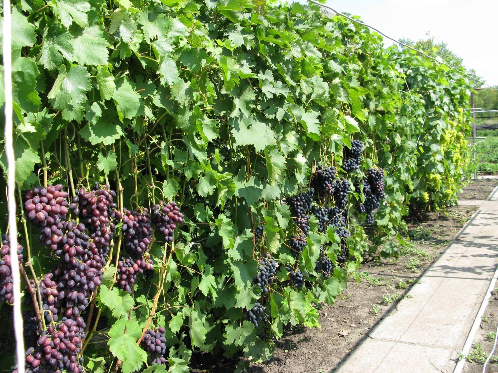 Виноград атос: описание сорта с характеристикой и отзывами, особенности посадки и выращивания, фото