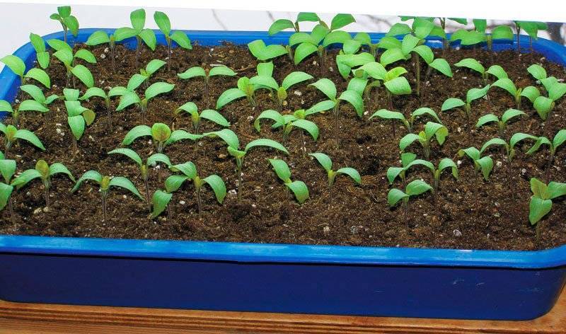 Как выращивать малину семенами в домашних условиях?