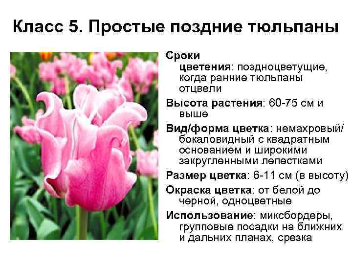 Тюльпаны: посадка и уход в открытом грунте, выращивание и размножение сорта, фото, сочетание в ландшафтном дизайне
