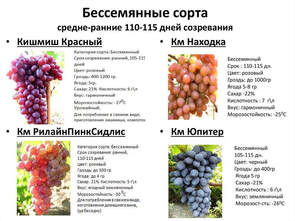 Виноград коринка русская: описание сорта и характеристика, посадка и уход