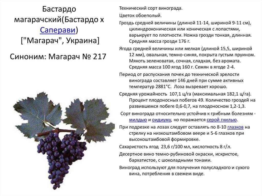 Гарнача: сорт винограда гренаш, его описание, урожайность и характеристика вкусовых качеств вина из этого сорта
