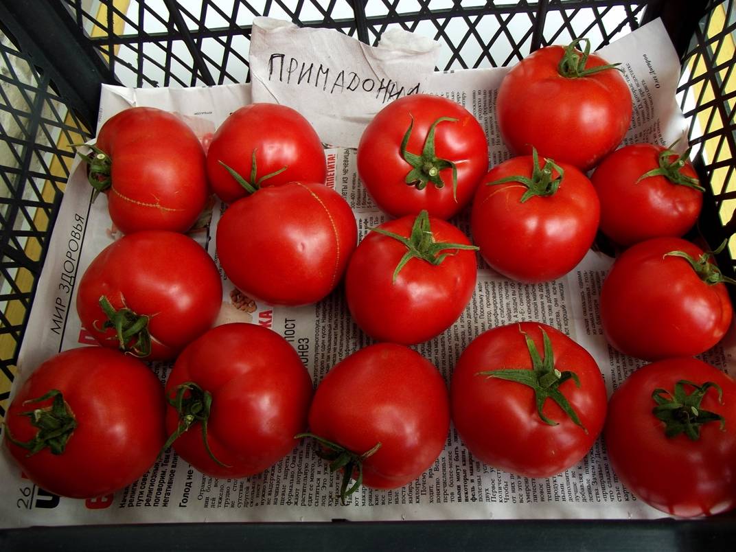 Сорт помидоров примадонна: описание, правила выращивания