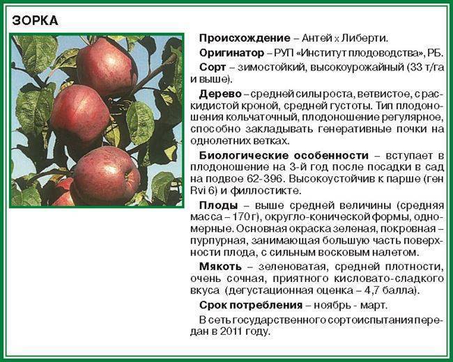 Яблоня ауксис: отзывы, описание, фото﻿