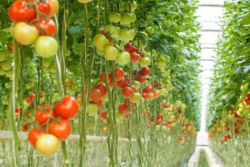 Удивительное выращивание растений в перевернутом виде. как посадить помидоры вверх ногами?