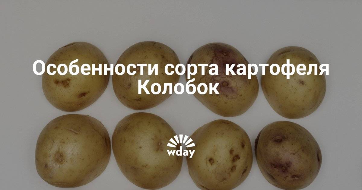 Картофель колобок: описание и характеристика сорта, урожайность, отзывы, фото