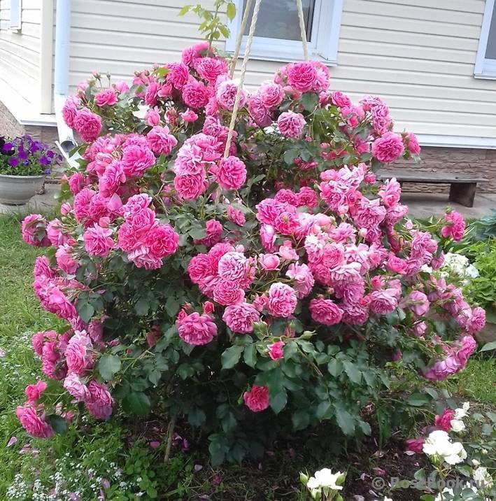 Плетистая роза розариум ютерсен: фото и описание, отзывы, посадка, уход