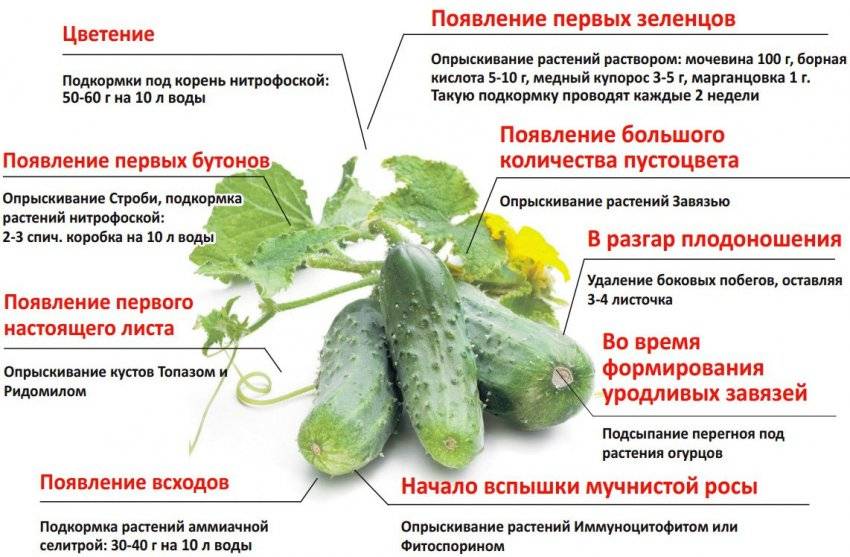 Как пересадить цветы из одного горшка в другой: правила и рекомендации - sadovnikam.ru