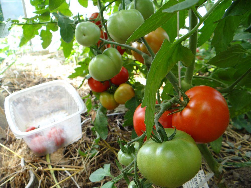 Выращивание томатов от а до я в открытом грунте