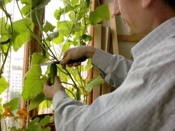 Выращивание огурцов на балконе: особенности, лучшие сорта, условия посадки