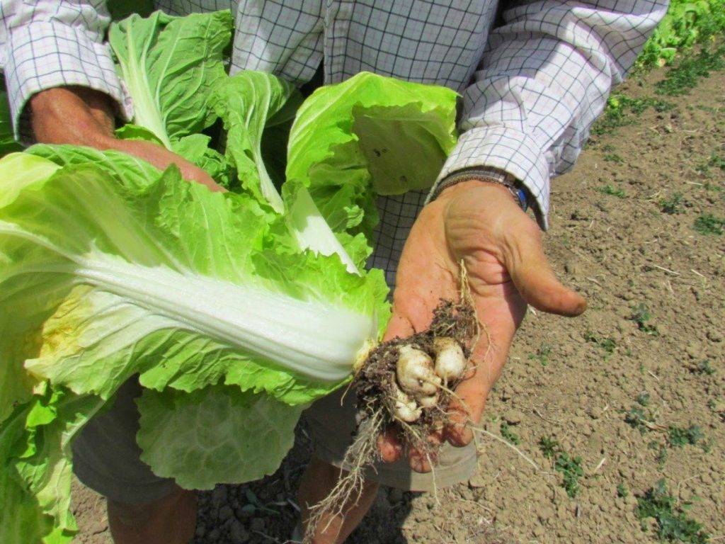 Китайская капуста посадка, выращивание и уход в открытом грунте, виды китайской капусты