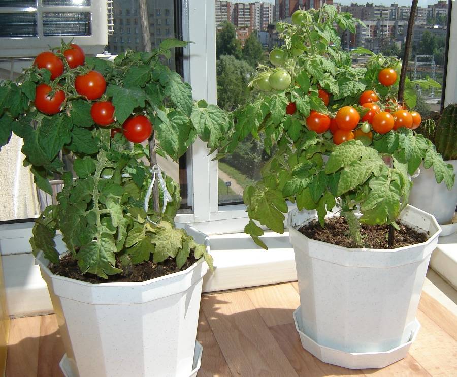 Помидоры на балконе - выращивание и уход в домашних условиях