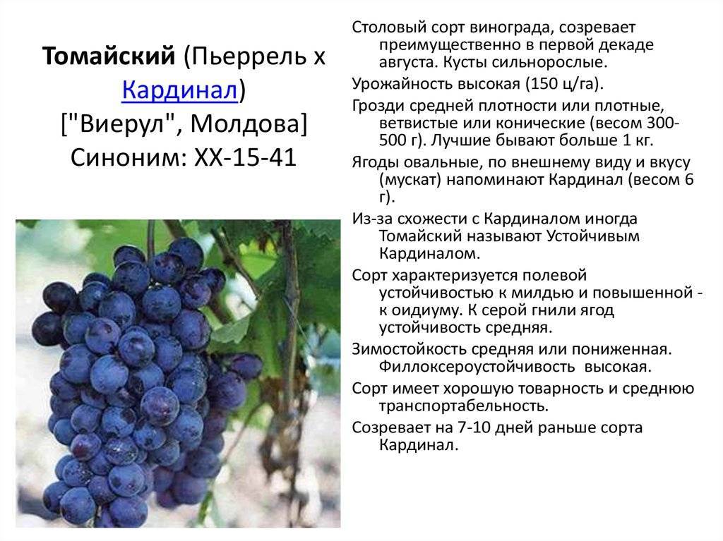 Достоинства винограда виктор и его недостатки