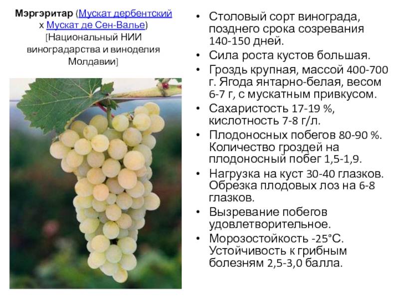 Виноград ливия: характеристики и описание сорта, срок созревания, отзывы садоводов, особенности выращивания