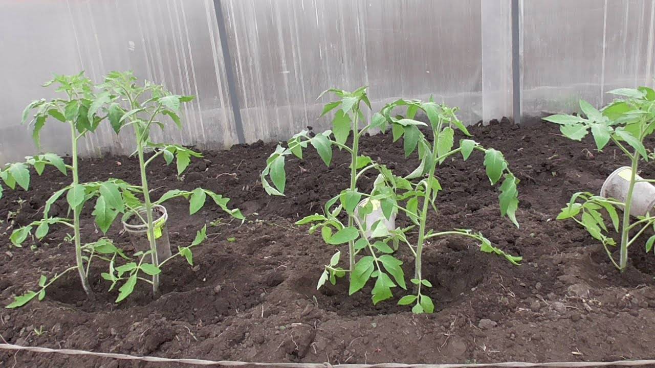 Выращивание помидоров в теплице: посадка и уход, выбор сорта, схемы высаживания