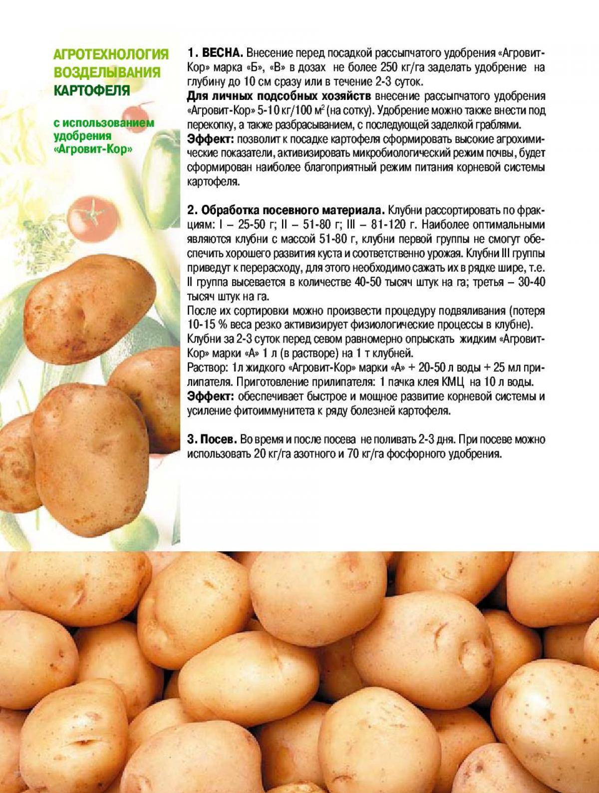 Картофель славянка: описание и характеристики сорта, посадка и уход, отзывы с фото
